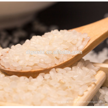 VIETNAM JAPONICA RICE